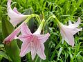 Net-Veined Amaryllis